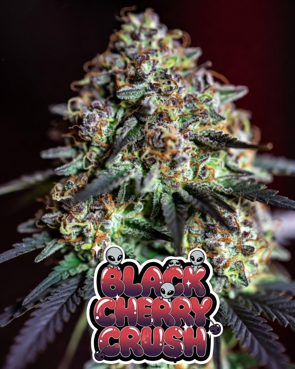 SNSEEDSUK's tweet photo. 🍒 Black Cherry Crush

Black Cherry Crush Feminized is a high-THC Indica hybrid bred from Black Sugar, Forbidden Fruit, and Cherry Runtz, offering a deeply euphorichigh.
📦 Free UK tracked shipping over £50
🌱 Free seeds with every order
🌍 International shipping https://t.co/8k8QDDSTMs