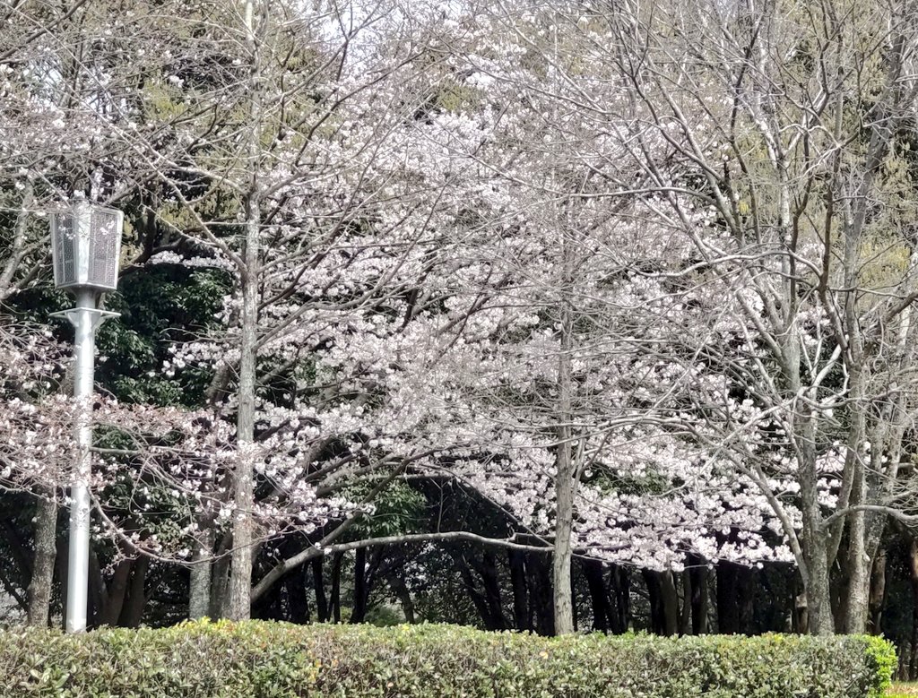 🔆🔅【本家】ぴにおんべあ🧸 tweet media