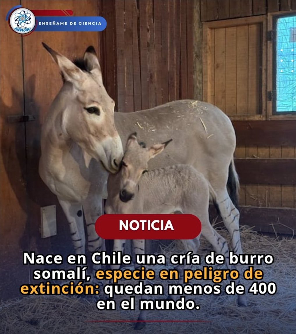 T O K i 🇨🇱 tweet media