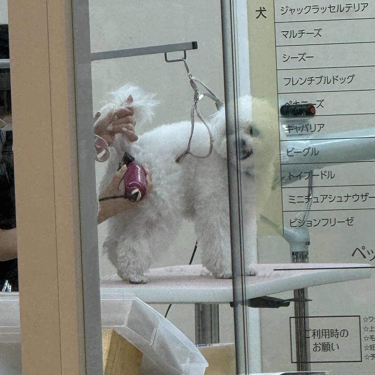 ほたて tweet media