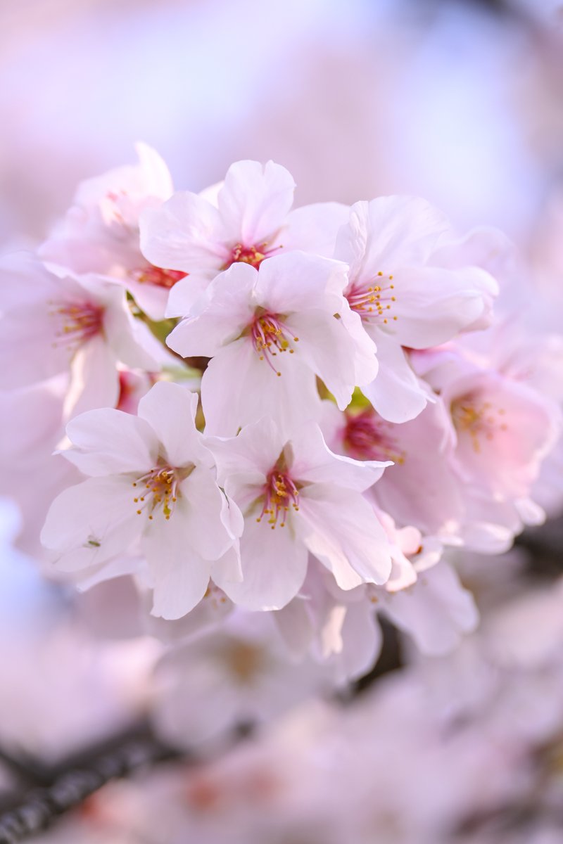 ろんた tweet media