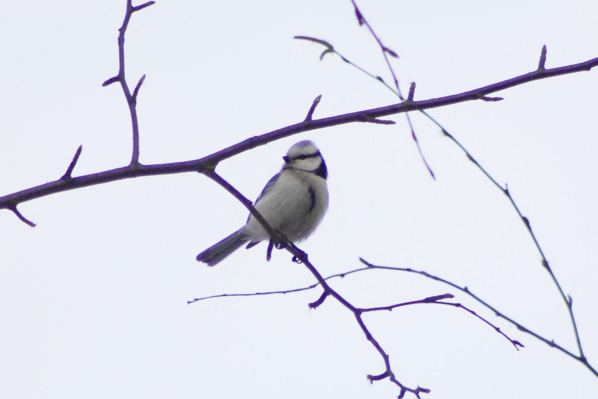 Лисья курочка tweet media