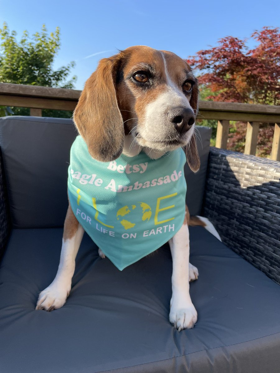 Betsy, Beagle Ambassador for FLOE tweet media