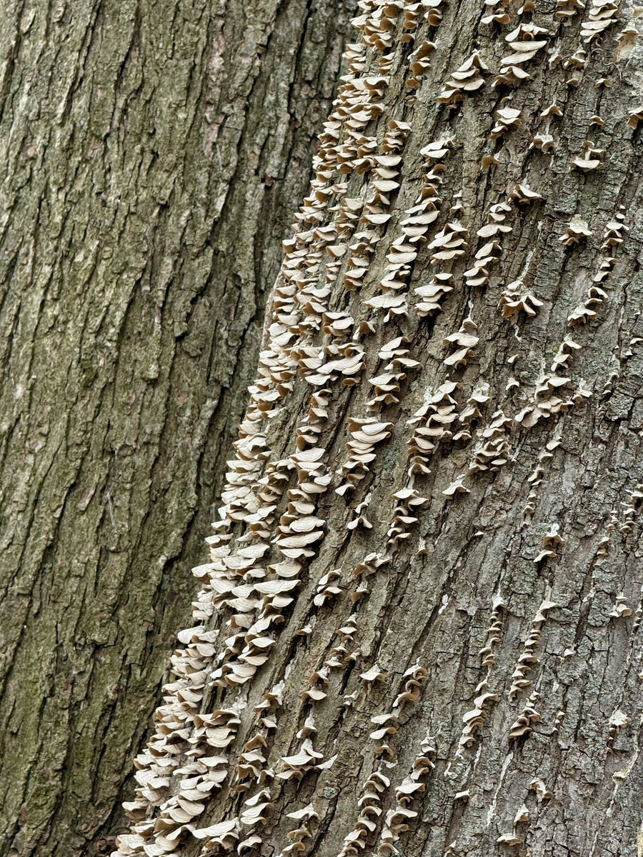 heatflow tweet media