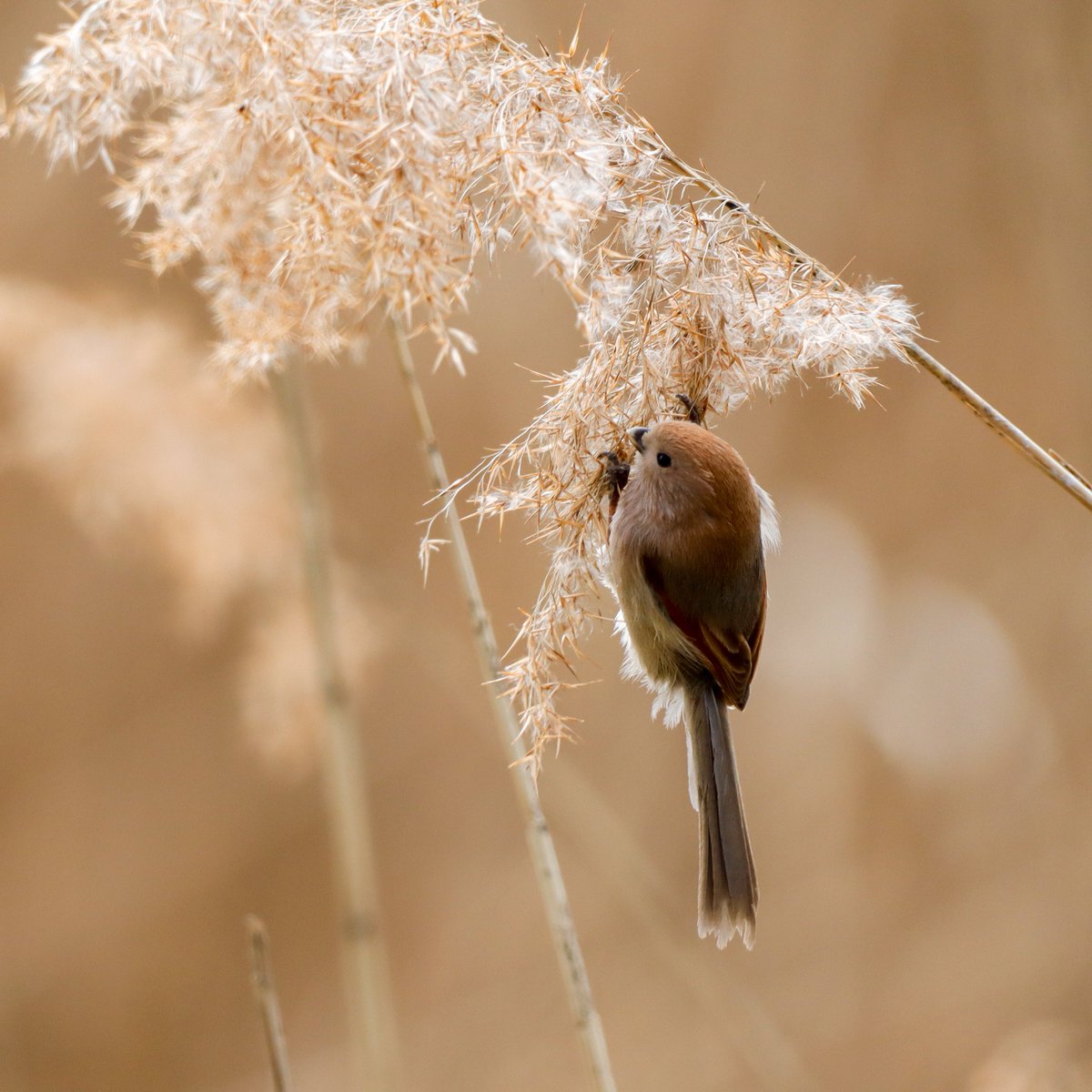 Nessa 넷사 tweet media