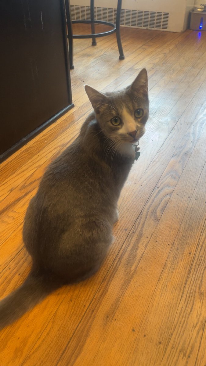 sarahbeanstalk's tweet photo. @i_am_potetoman This is Toji!! He’s named after Toji Fushiguro from JJK!! https://t.co/9gE6IA2Mnx
