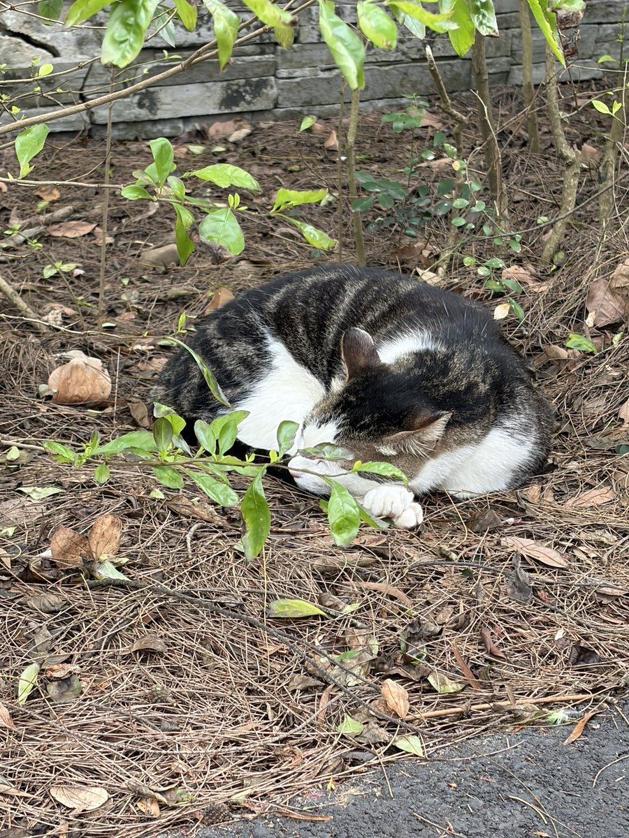 大猩猩 tweet media