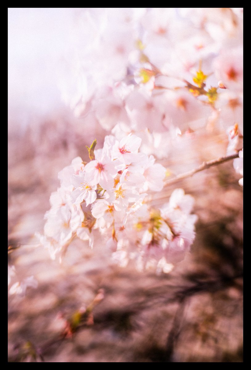 ハタサトシ / 畑 聡 tweet media