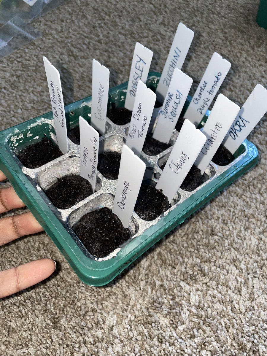 WhoDrea's tweet photo. lets grow together 🌱 

#firsttimeplanter
#idkwhatimdoing
#imgonelearntho https://t.co/G40SfJlxpk