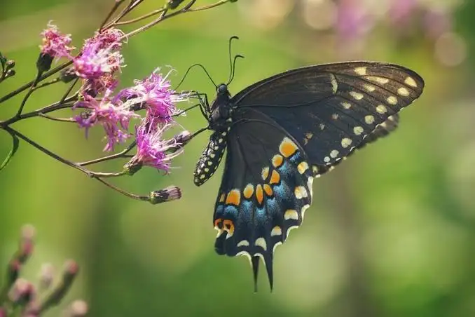 💎🌿Genus. species 🪶👁️🏆 tweet media