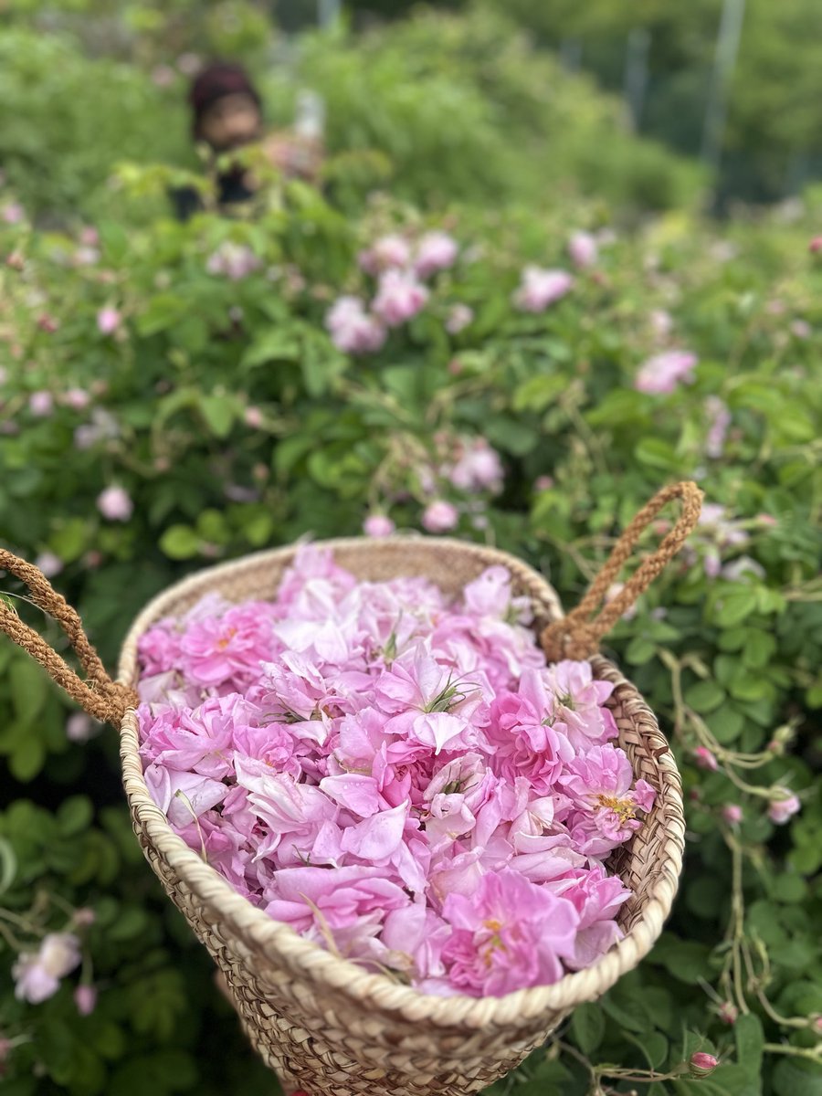 ‏﮼عبدالعزيز ﮼🫀💉 tweet media