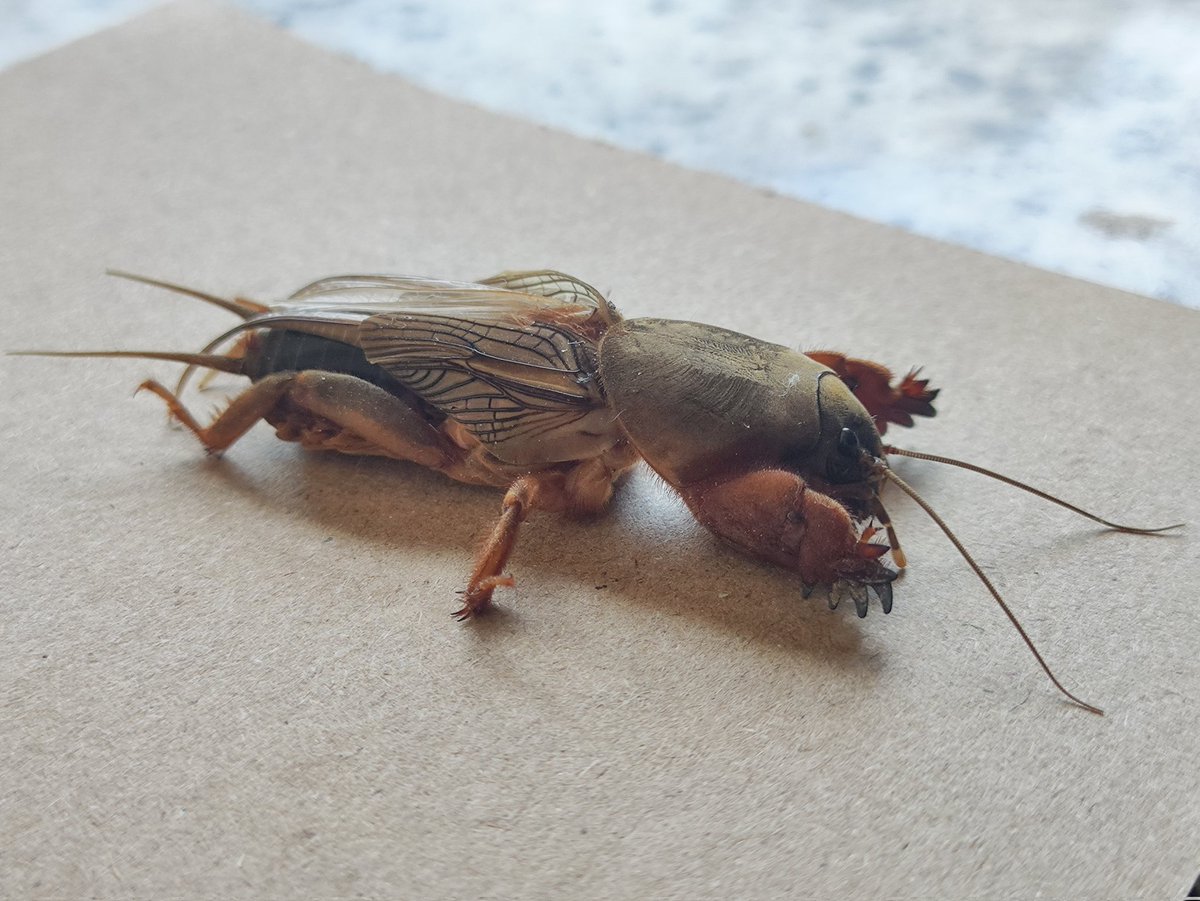 Javiphobic tweet media