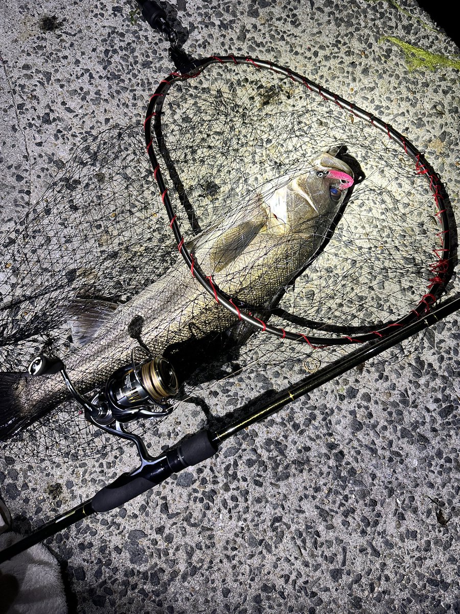 しま@釣り好き tweet media