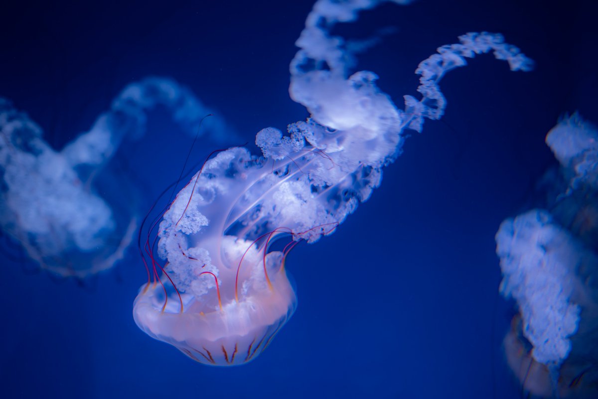 ぺんどり📷️ tweet media