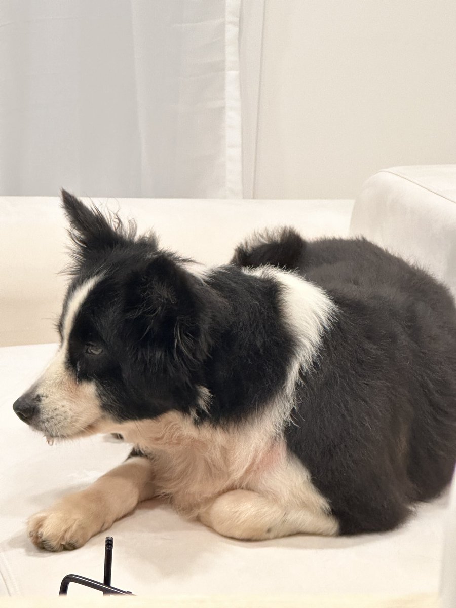 한별이똥줍기 tweet media