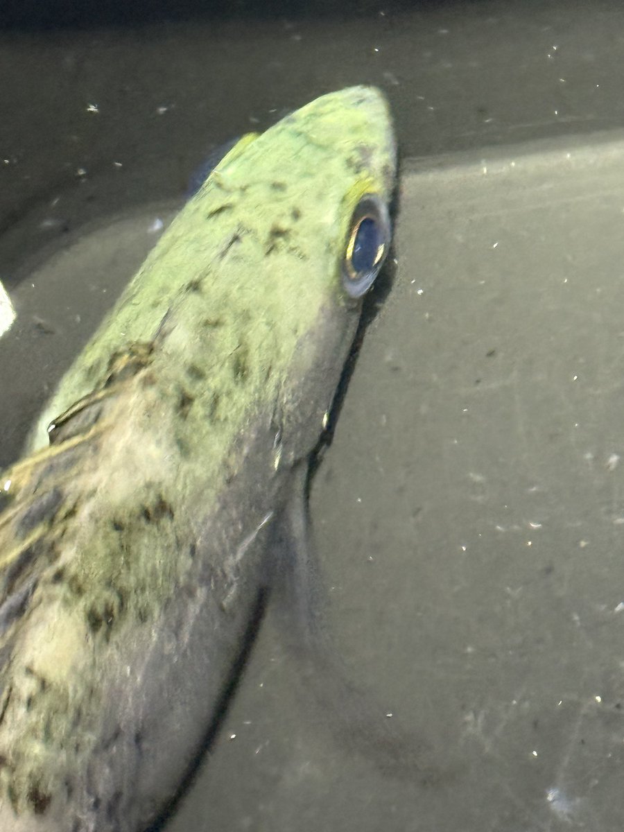 もくりんくん tweet media