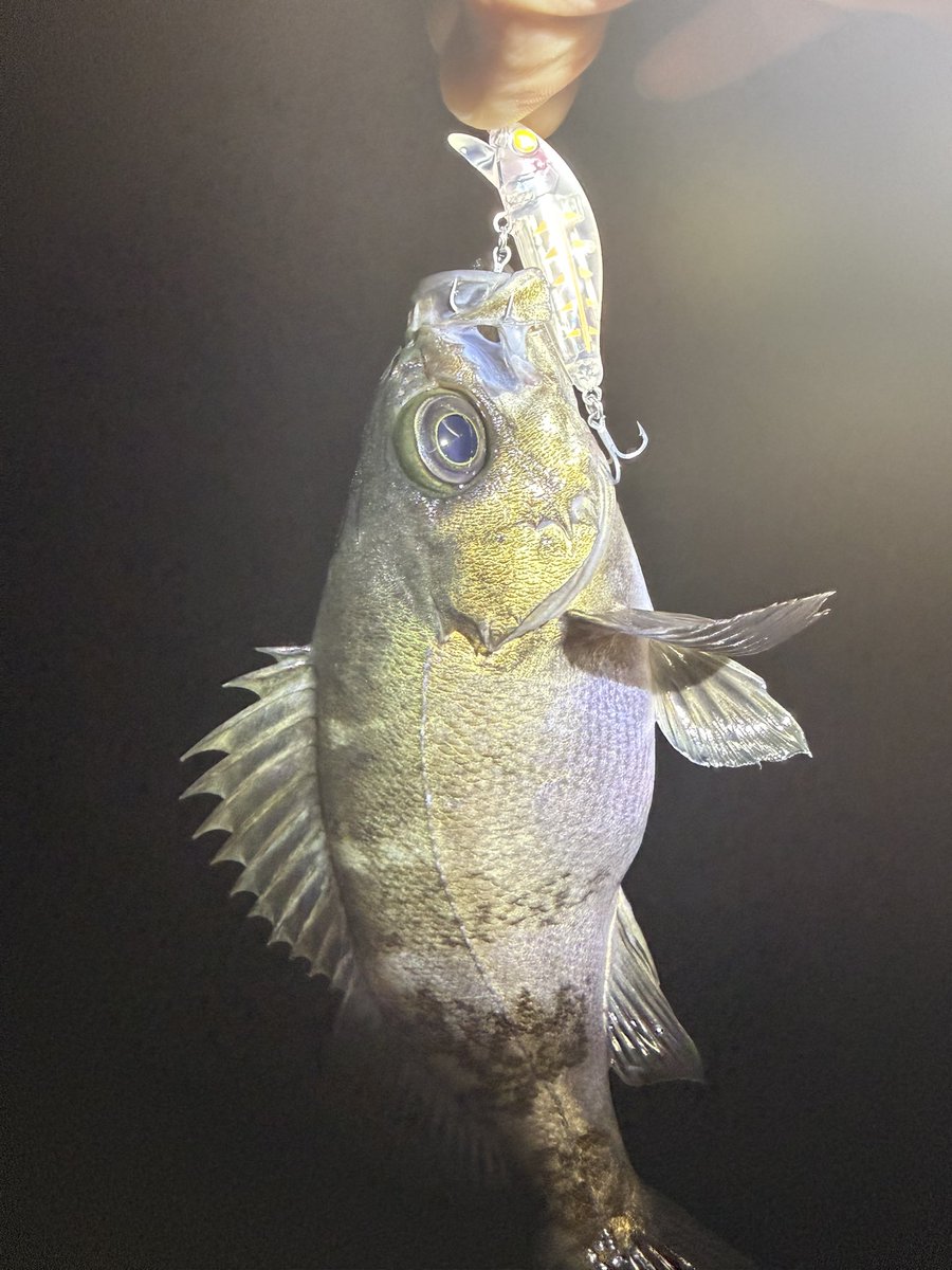 もくりんくん tweet media