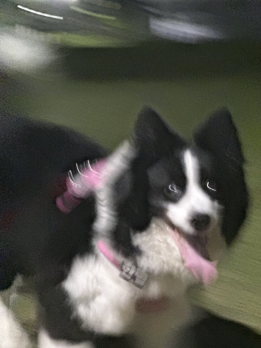 한별이똥줍기 tweet media