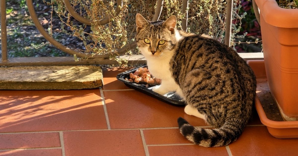 Fuffology tweet media