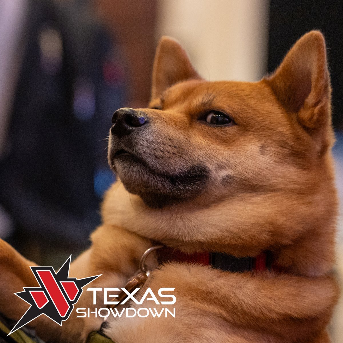 TEXAS SHOWDOWN tweet media