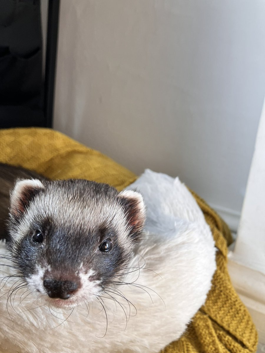 CaliCeri tweet media