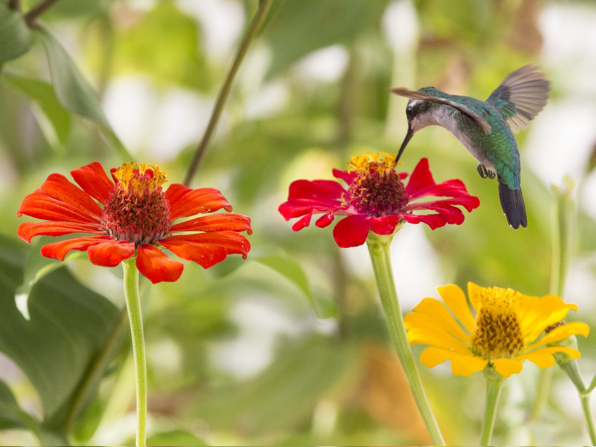 Catica Craft Chocolate tweet media