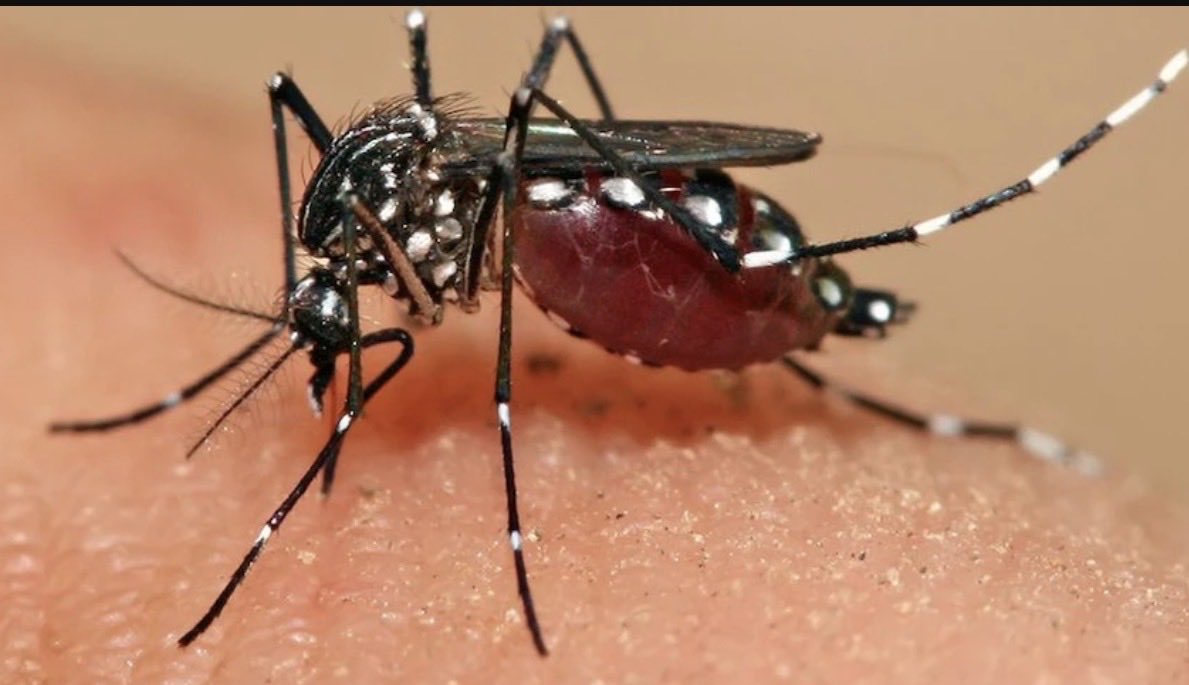 𝐁𝐨-𝐌𝐞𝐬𝐡𝐚𝐥🇶🇦 tweet media