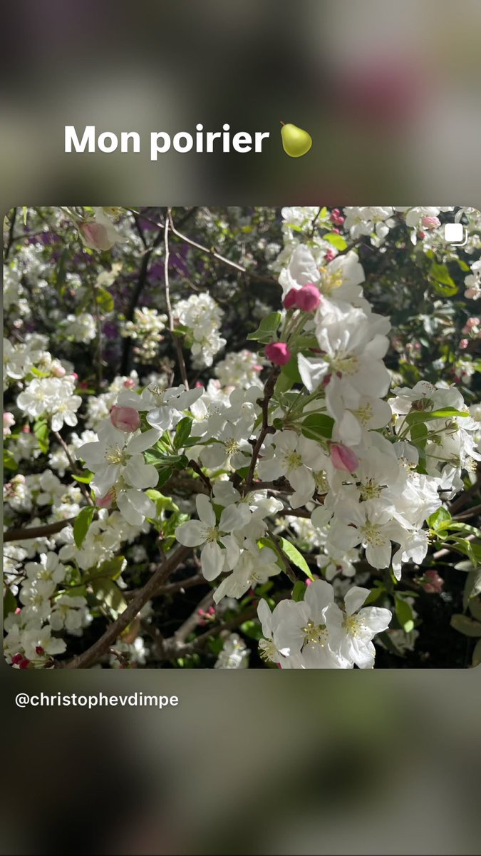 Christophe Vd Impe tweet media