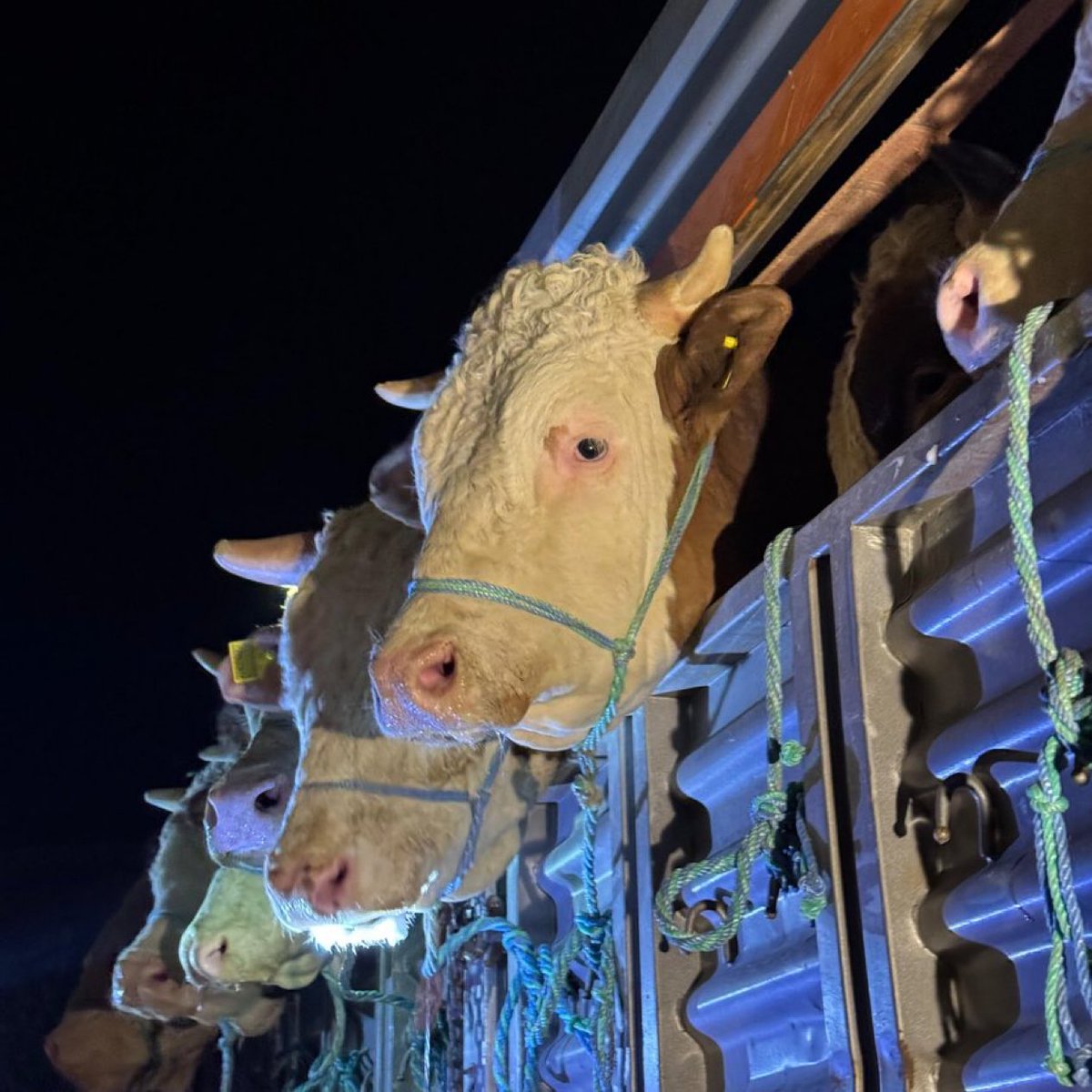 mgencebaytr's tweet image. Balıkesir’de kurbanlık satışları başladı.

#kurbanbayramı