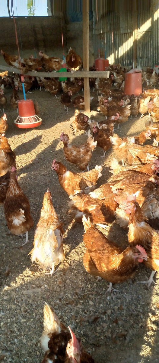 AYOMIPOSI 👑 tweet media