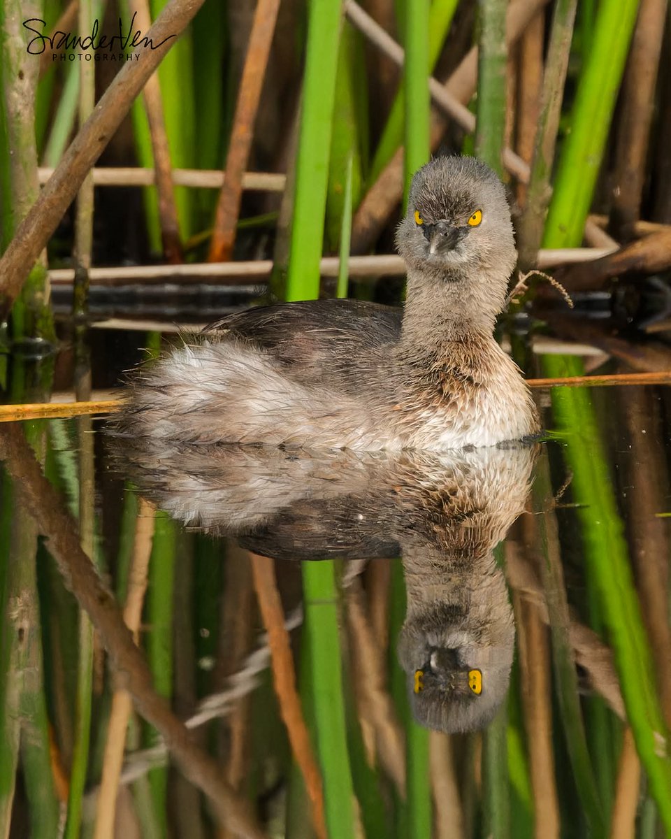 Sjeffo Bird Photography tweet media