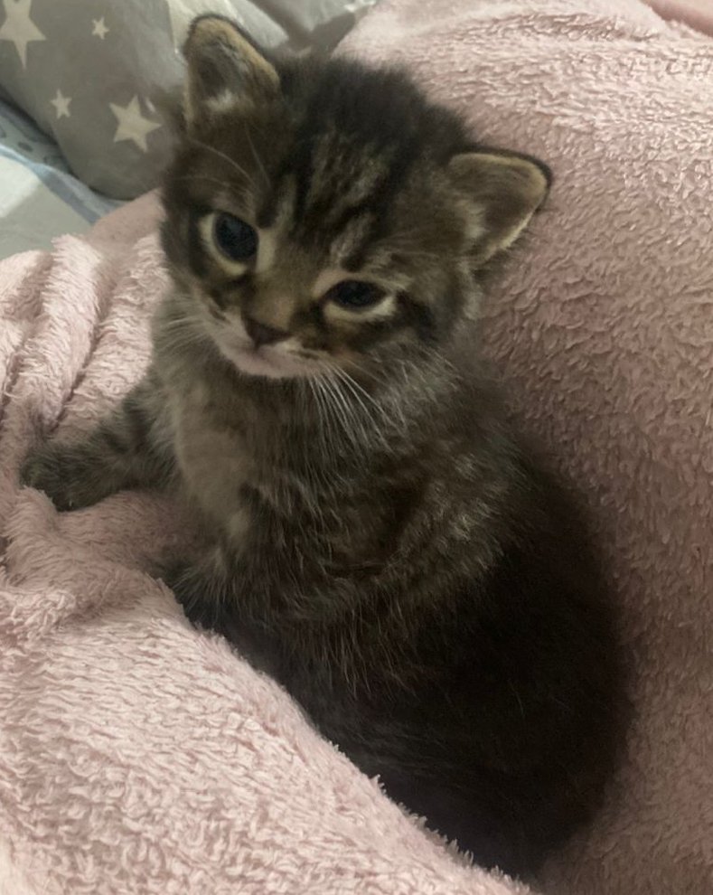 Елена tweet media