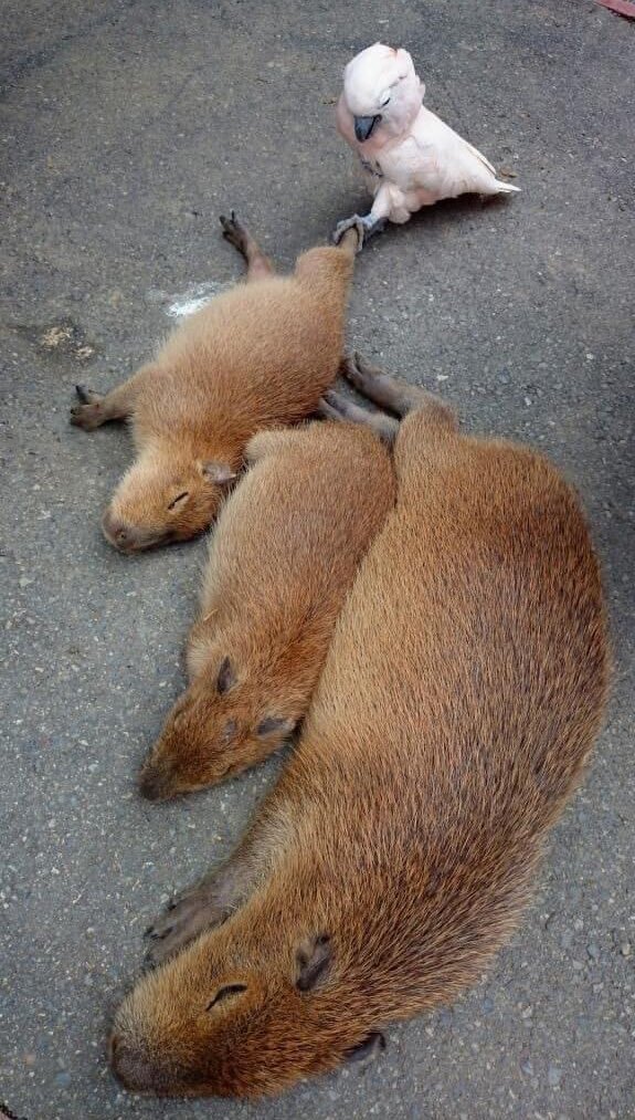 気が散るものがあっても、休む時間です😅