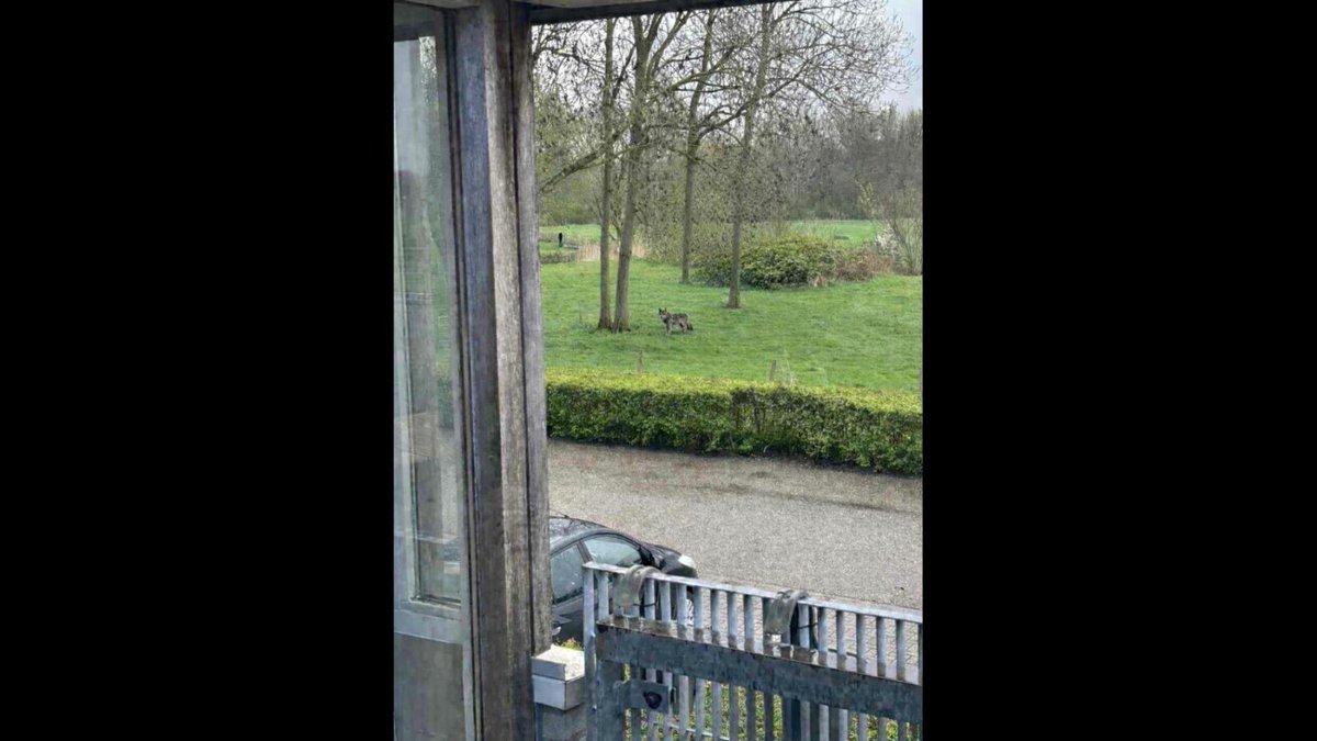 Wolven in Utrecht tweet media