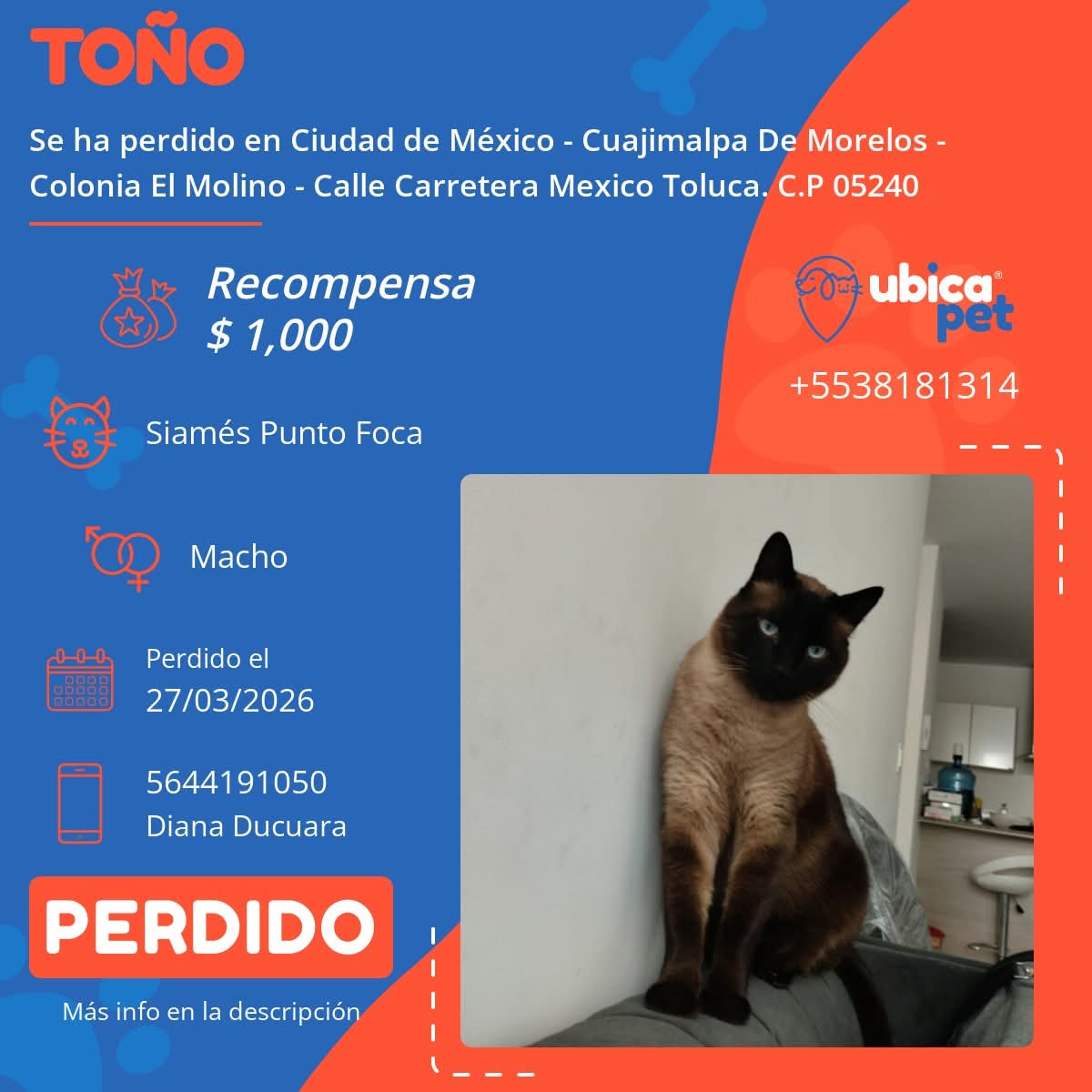 UBICAPET MÉXICO tweet media