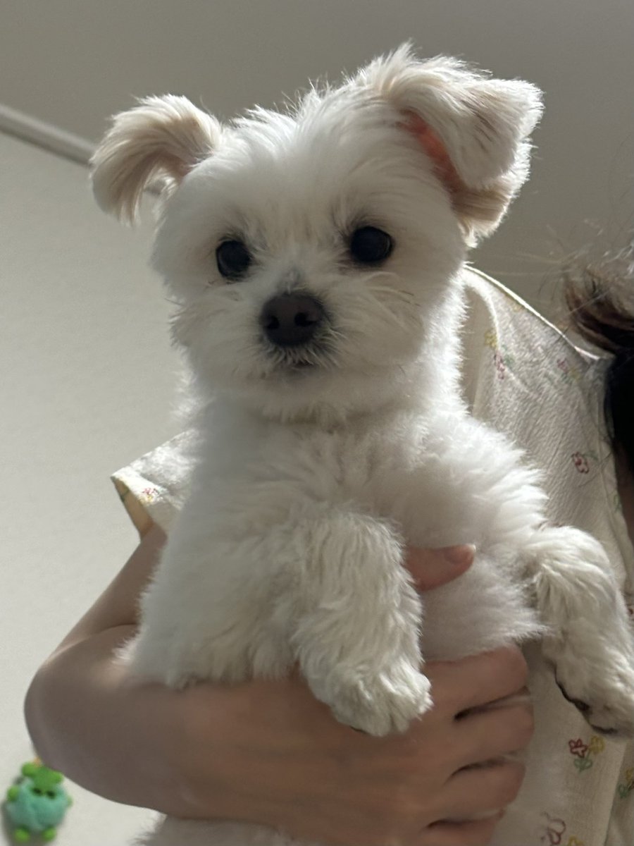 강아지 tweet media