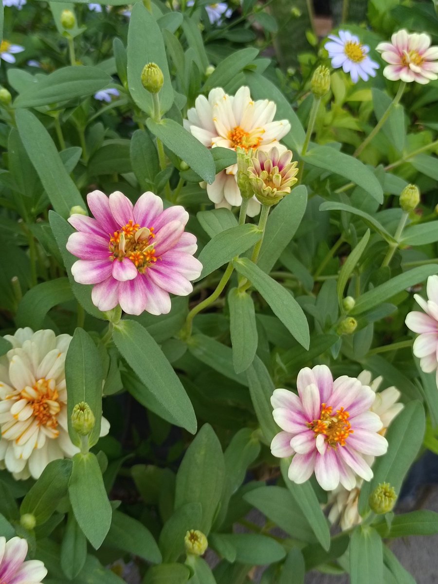 bubblebluuᝰ.ᐟ tweet media