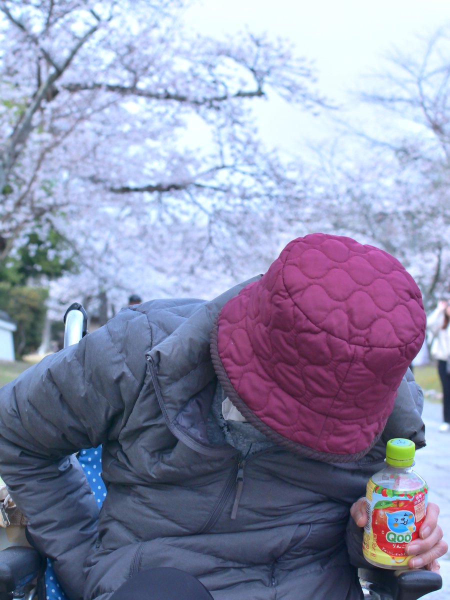 panda164ya's tweet photo. 桜の咲く時期
母を連れて醍醐寺へ行くのが恒例になって3年目 https://t.co/jQItx7xU1l