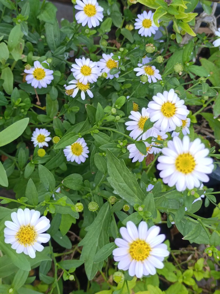 bubblebluuᝰ.ᐟ tweet media