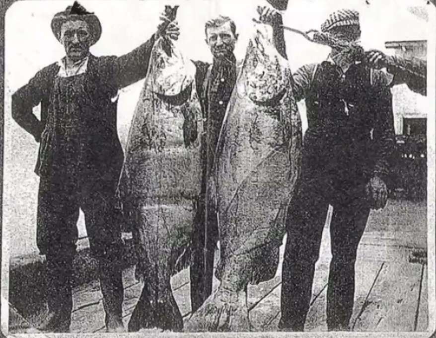 AquaticFlapper🍉🐟🦖🦜🧜🏼‍♀️🧜🏾‍♂️(Mermaid Arc) tweet media