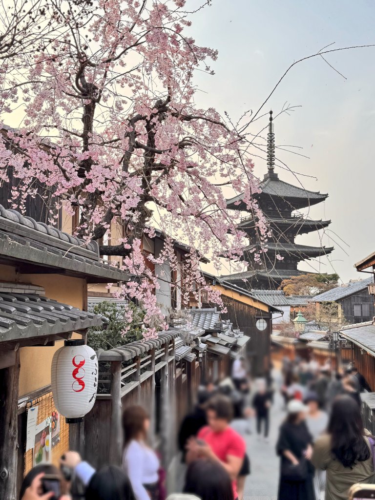 ハスきち＠フロッグスクレーパー大阪店 tweet media