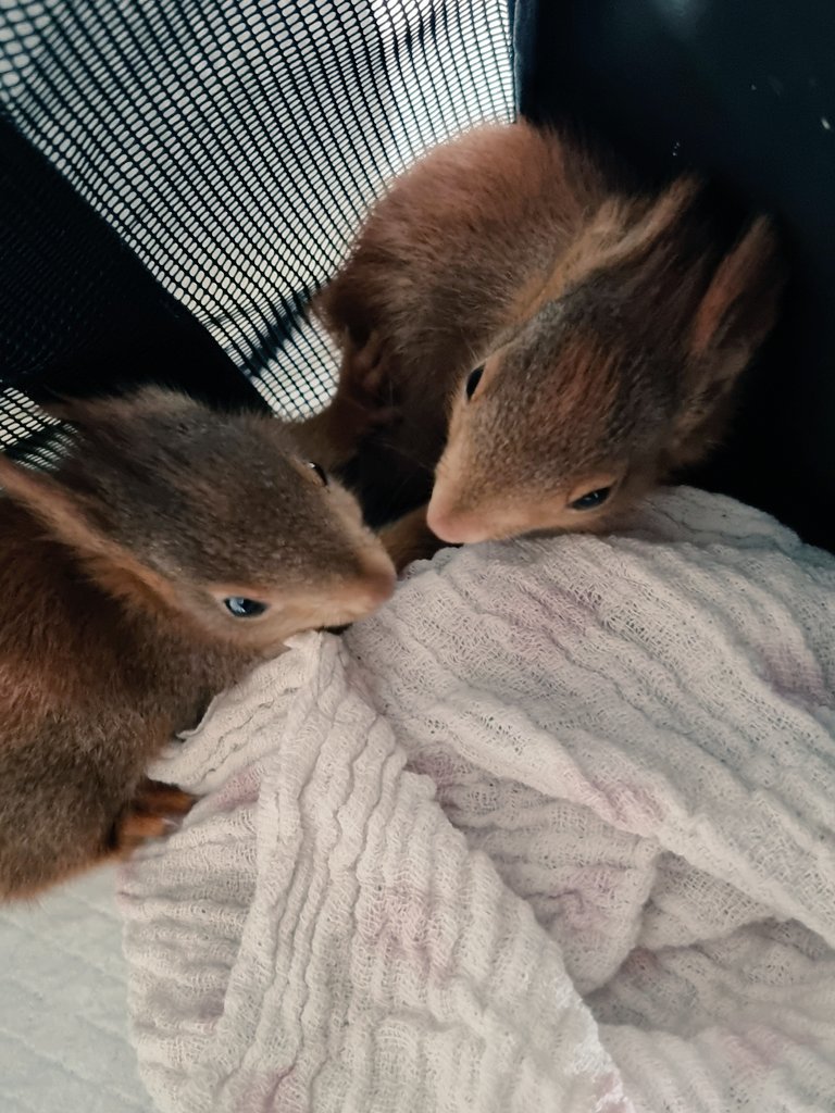 Viechertante tweet media