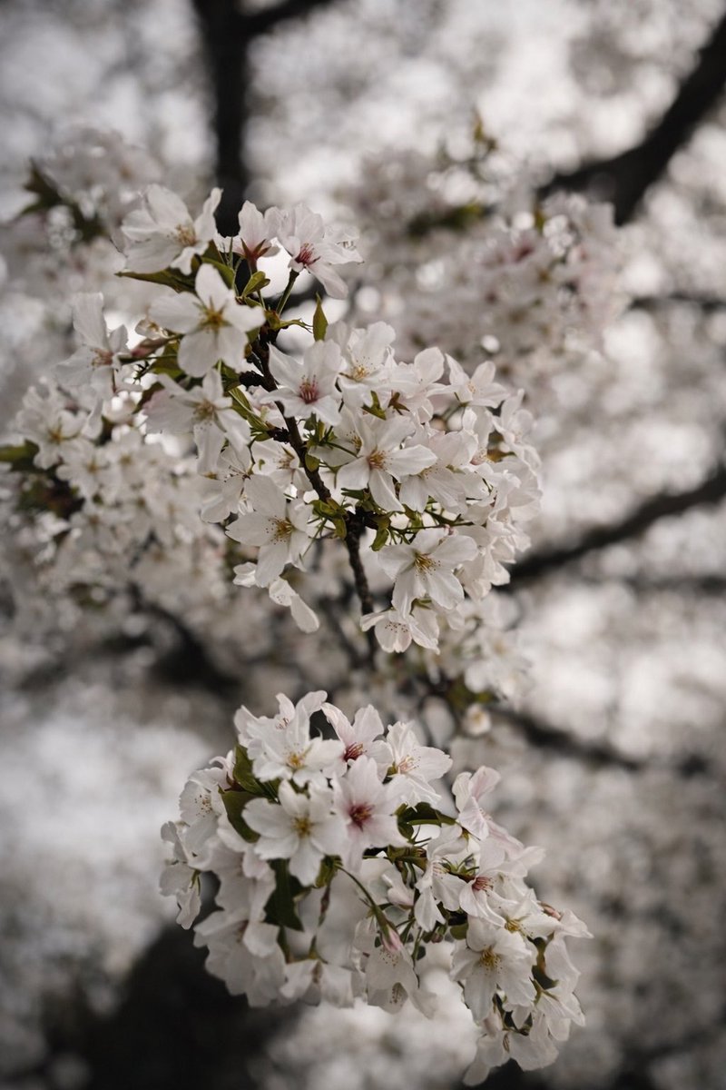 izuminghime's tweet photo. 満開前の今も、ちゃんといい。

#桜 #春待ち #つぼみ #さくら
#大阪城
#cherryblossom #sakura #springiscoming #almostspring
#notyetbloomed #budseason #springvibes #springmood https://t.co/xNW0OivN63