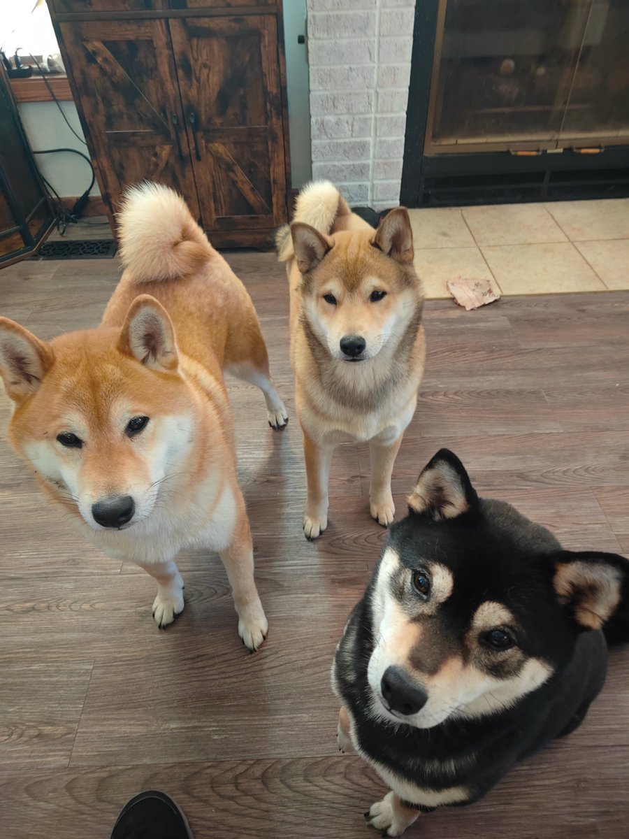 Merica **Princess** tweet media