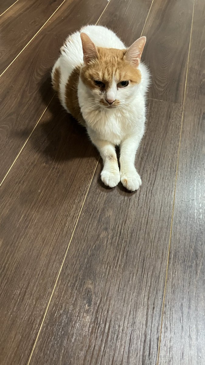 サントス🐱⏰ tweet media