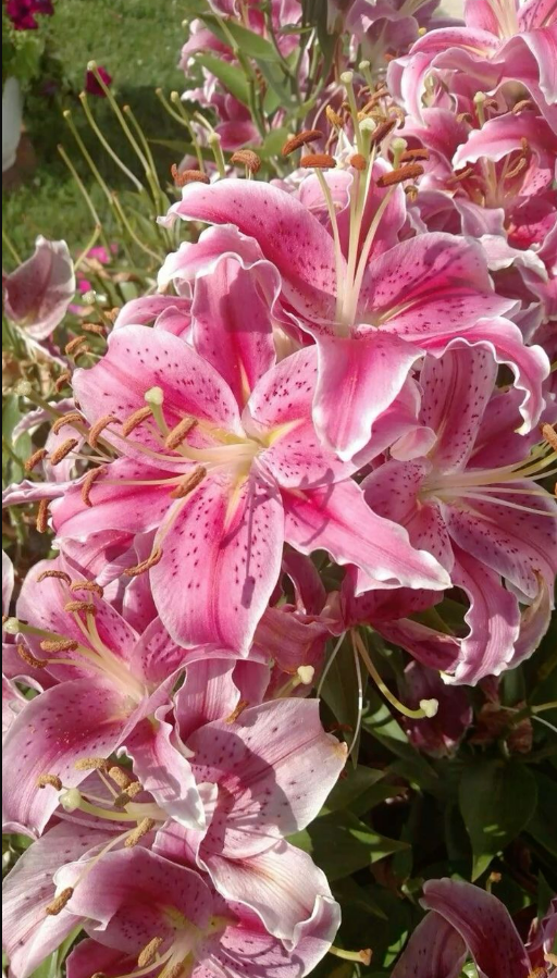 buynowshppcom's tweet photo. 💐 https://t.co/rPJQu3b1Ak