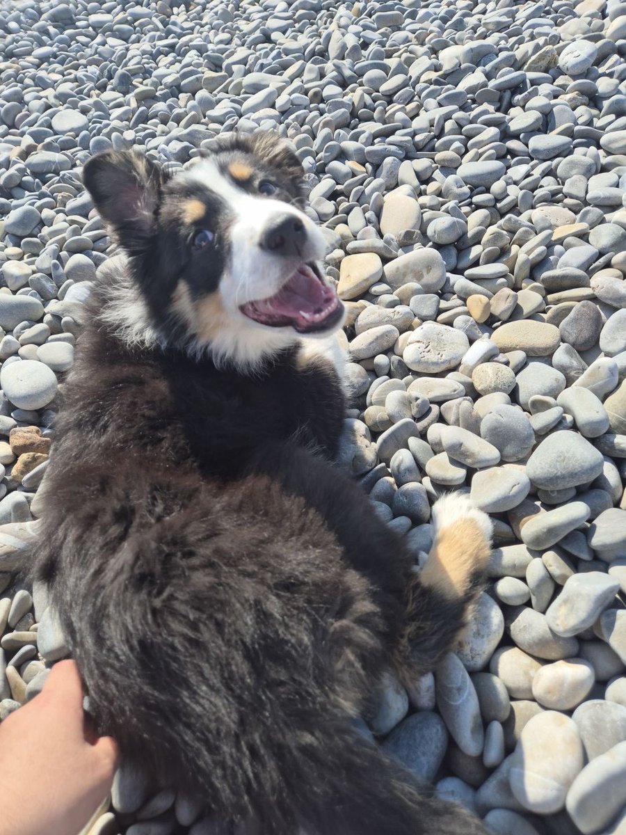 protect shark account tweet media