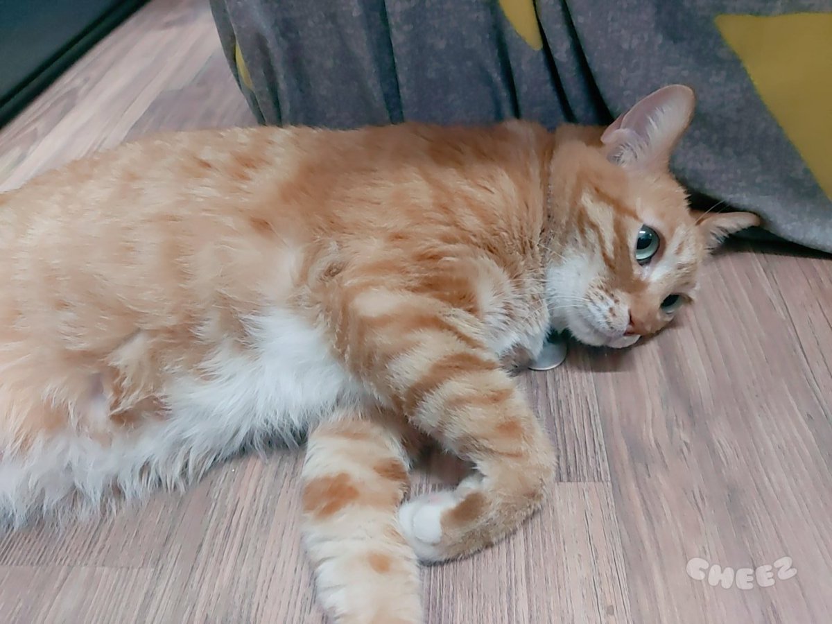 라르메 tweet media