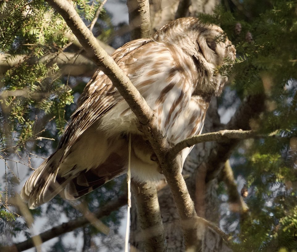 RoppityPhotos's tweet image. Shit happens.  😂
#Harry #BarredOwl #Owls #WildlifePhotography #Wildlife #NatureCalls #NaturePhotography #Birds #BirdPhotography