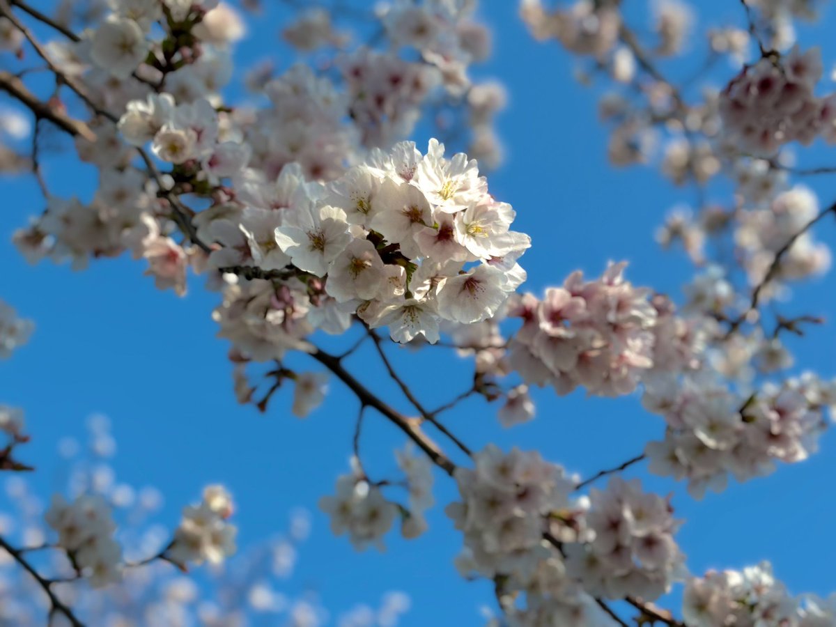 にちか tweet media